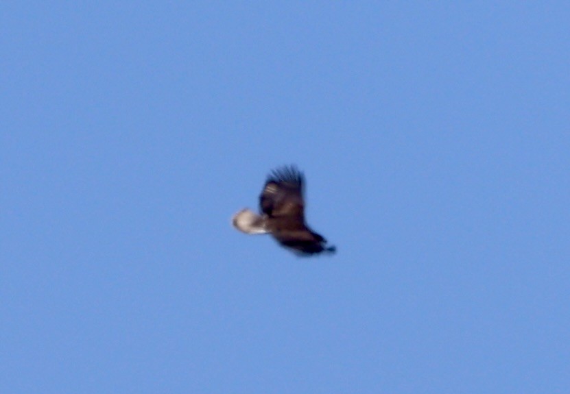 Bald Eagle - ML638735396