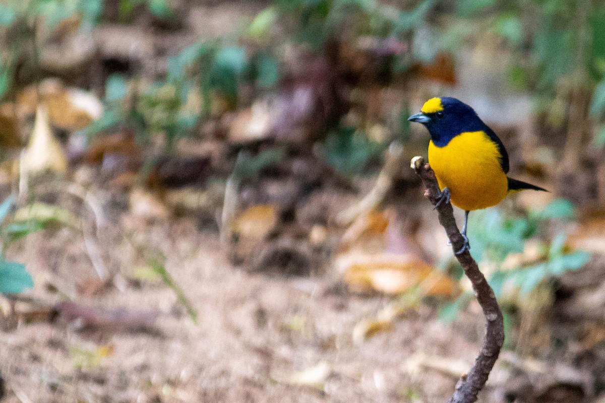 Purple-throated Euphonia - ML638735405