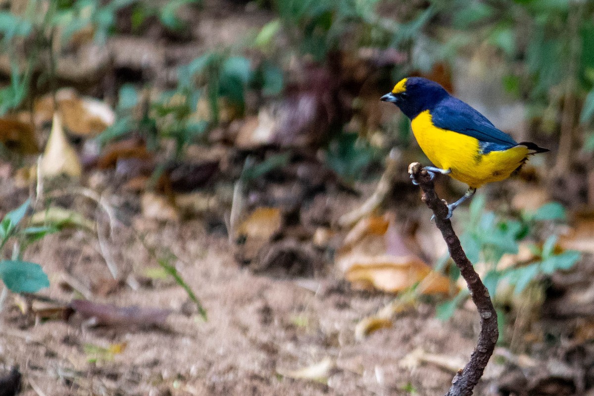 Purple-throated Euphonia - ML638735406