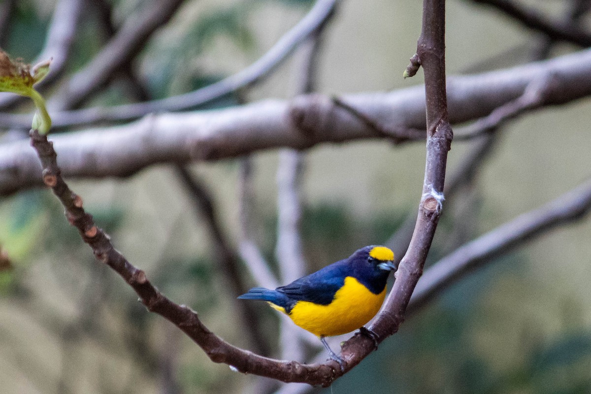 Purple-throated Euphonia - ML638735407