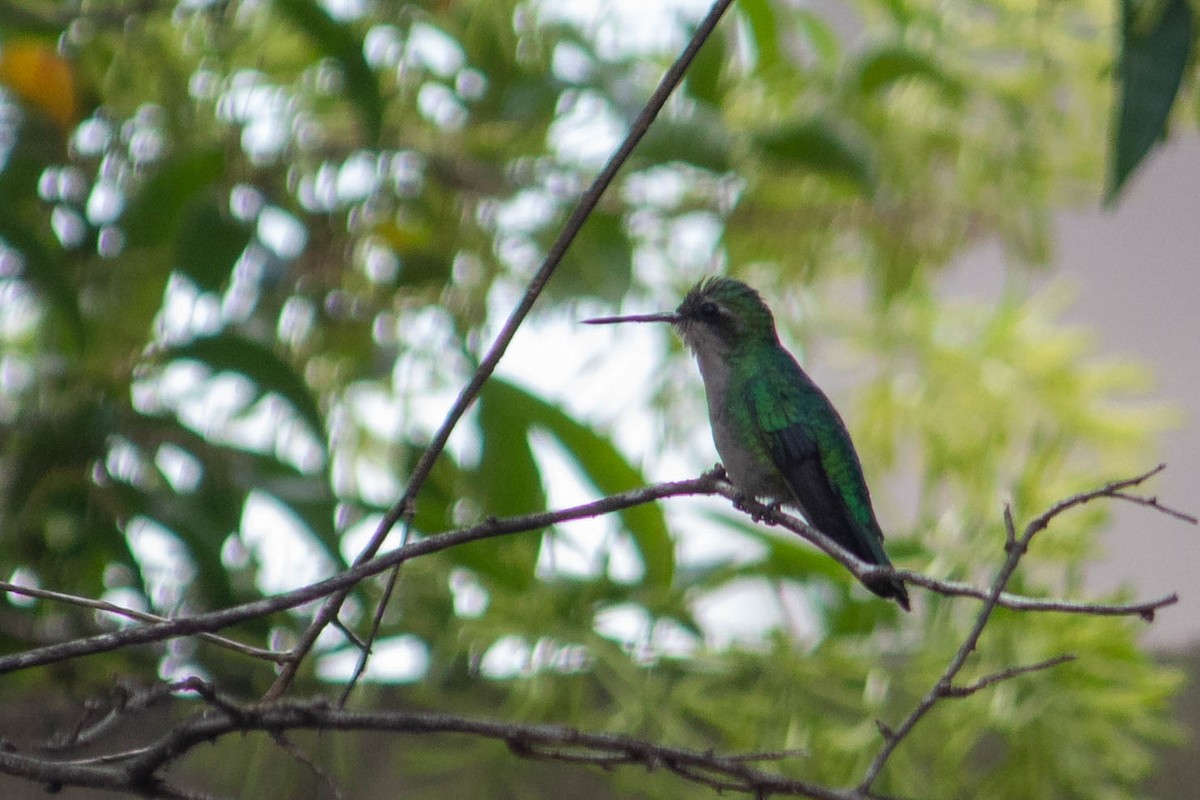 Glittering-bellied Emerald - ML638735411