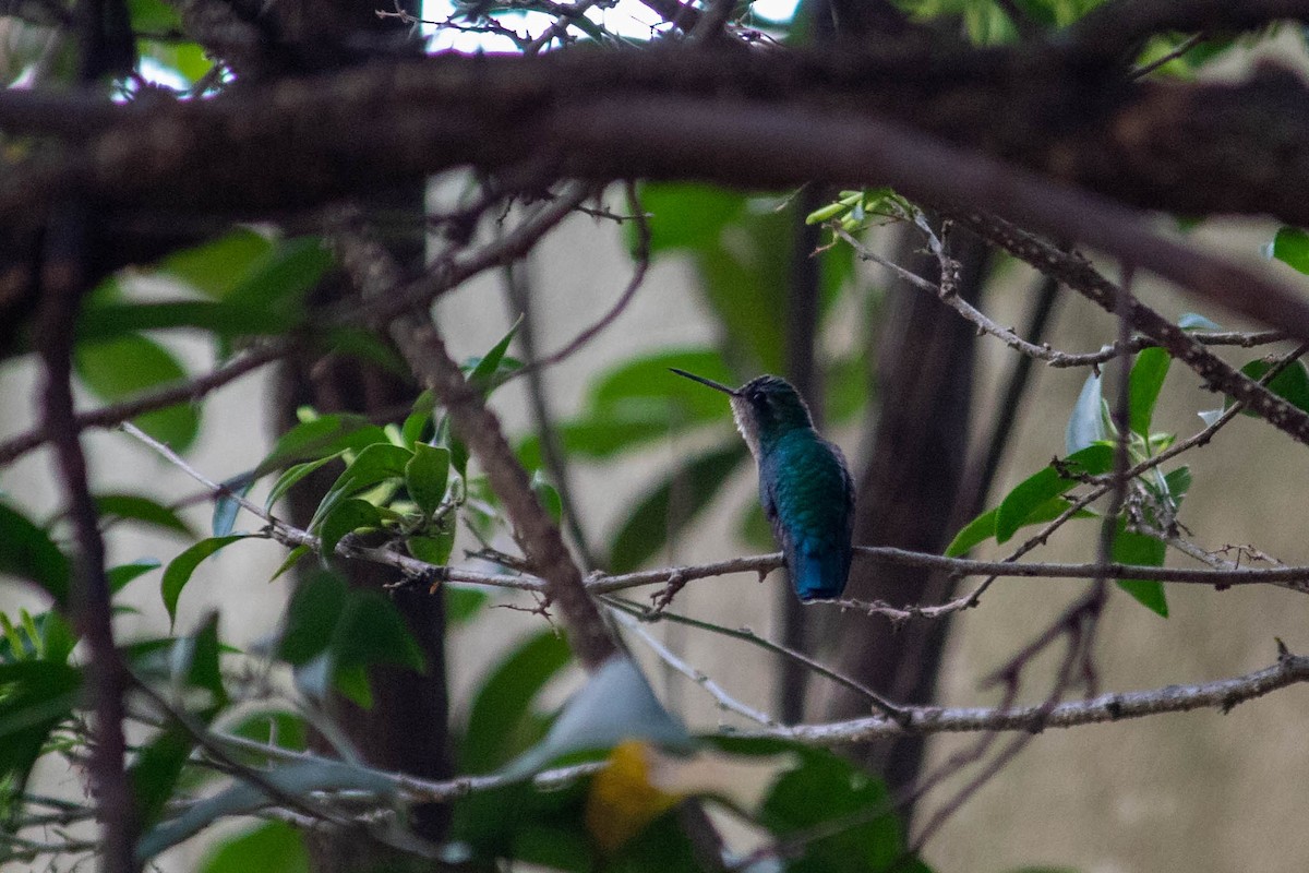 Glittering-bellied Emerald - ML638735414