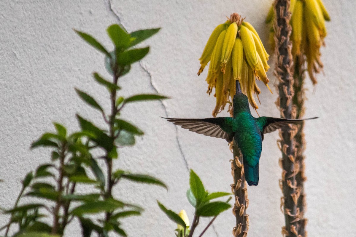 Glittering-bellied Emerald - ML638735415