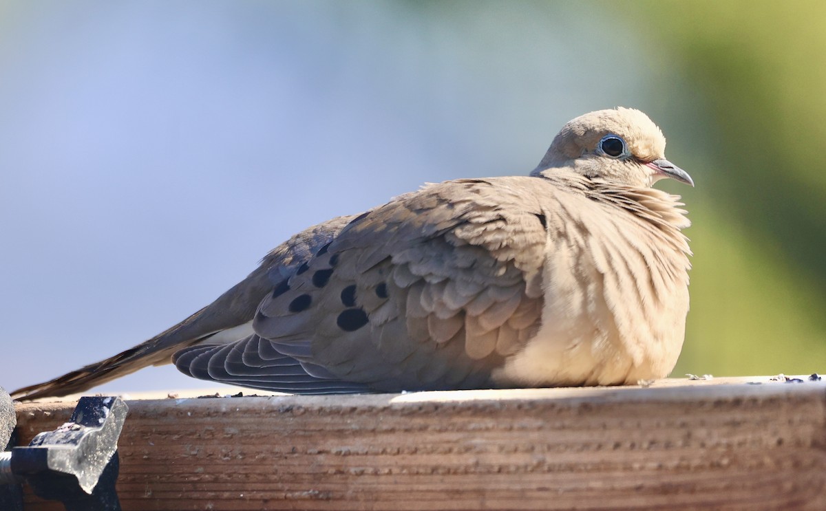 Mourning Dove - ML638735417