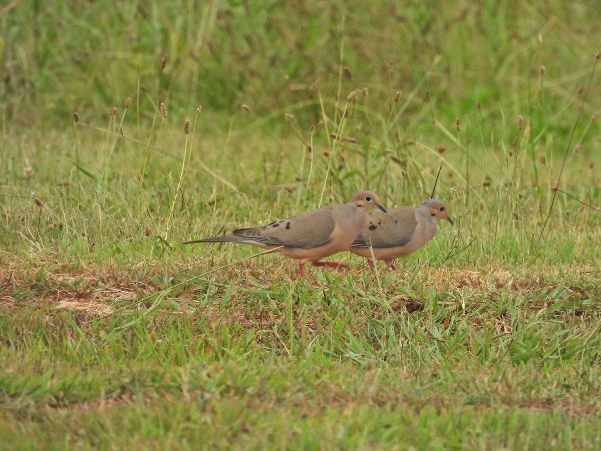 Mourning Dove - ML638735427