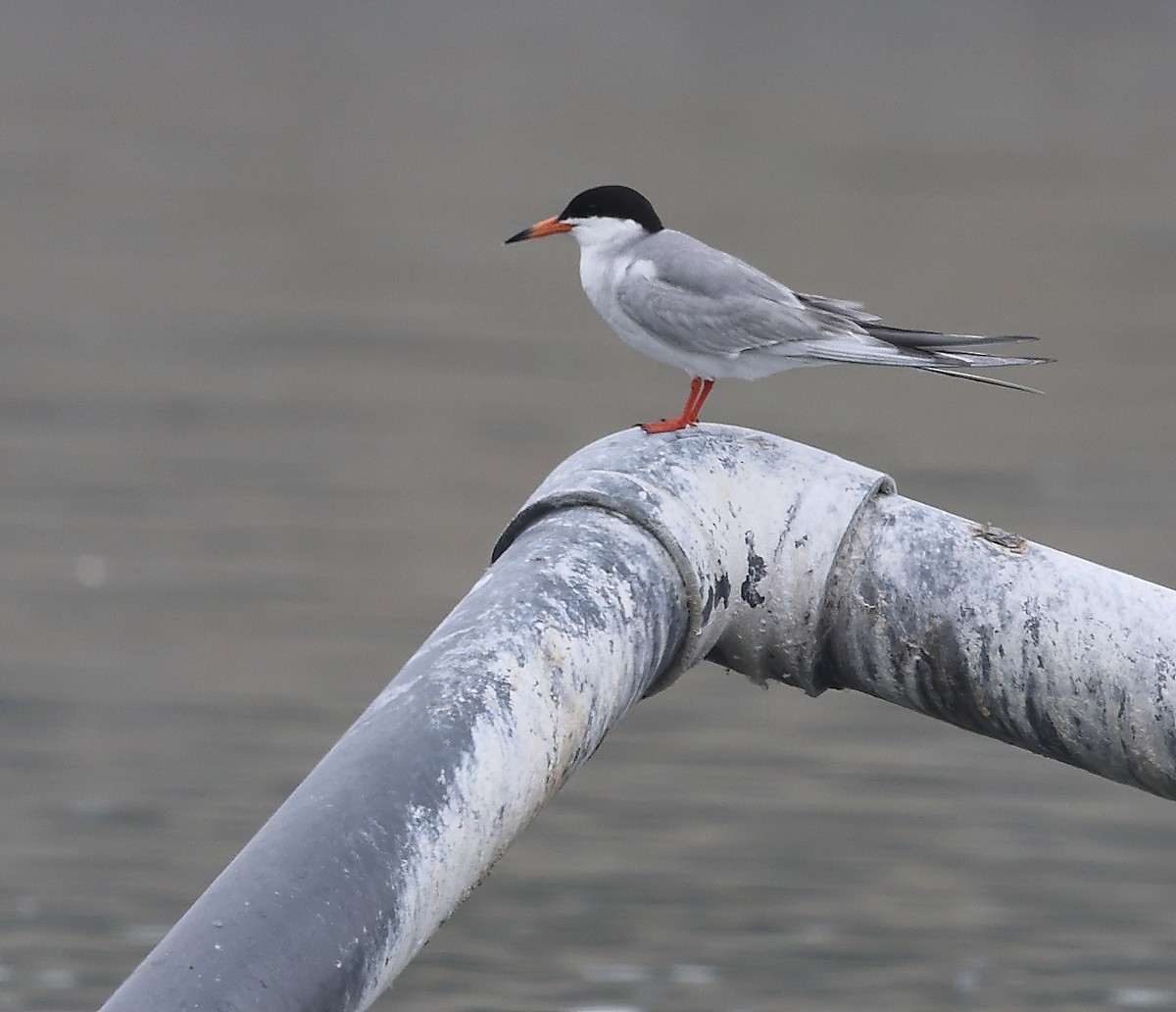 Forster's Tern - ML638735439