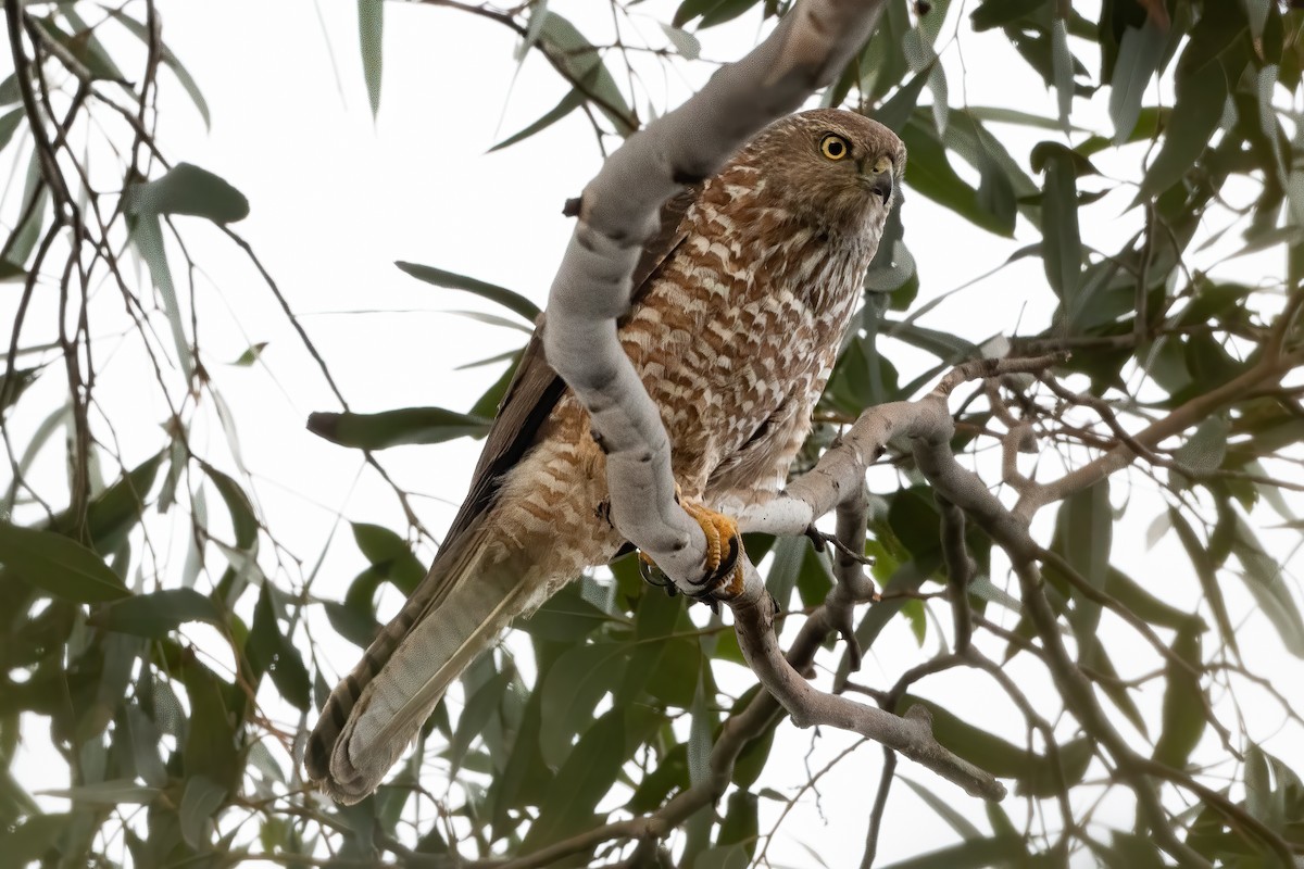 Brown Goshawk - ML638735474