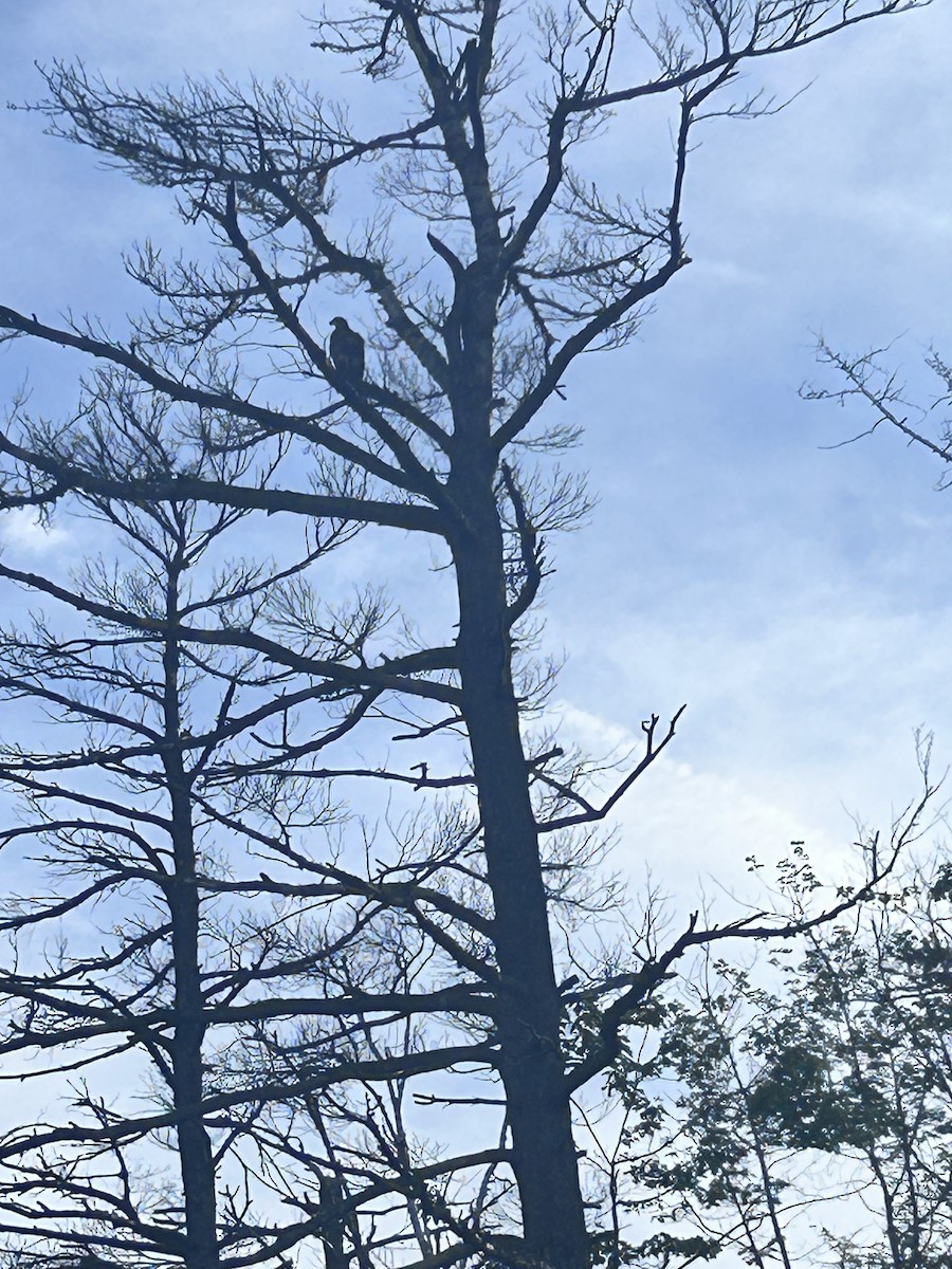 Bald Eagle - ML638735478