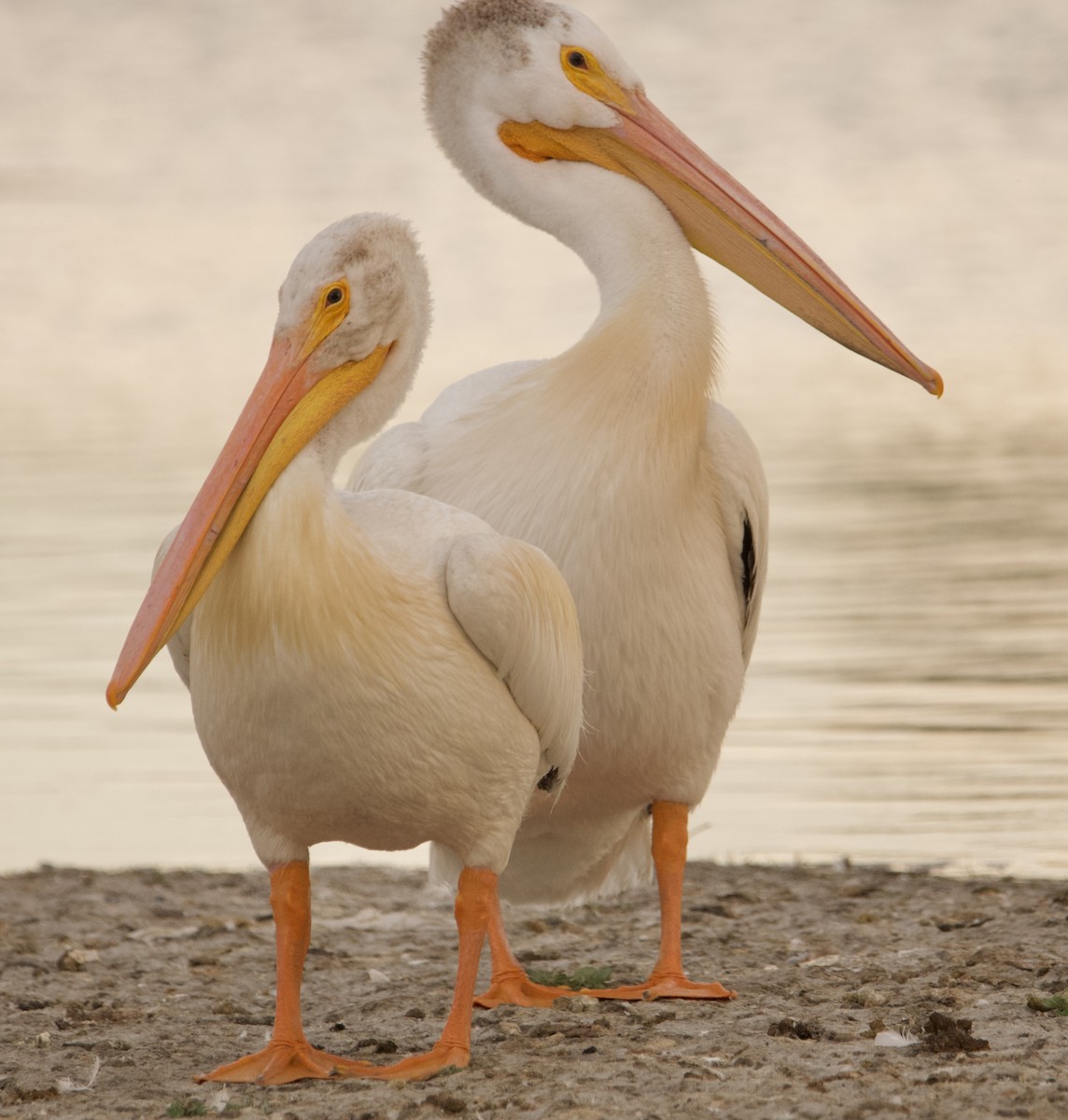 American White Pelican - ML638735515