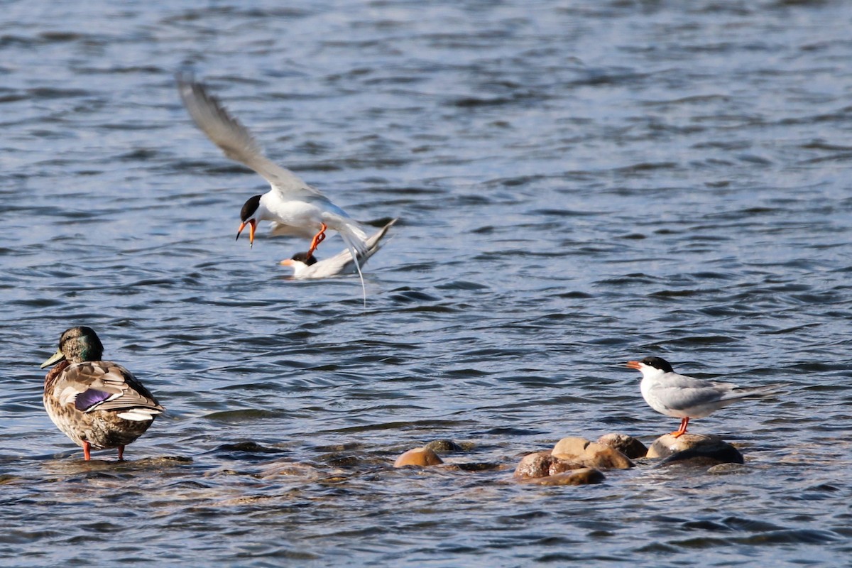 Forster's Tern - ML638735521