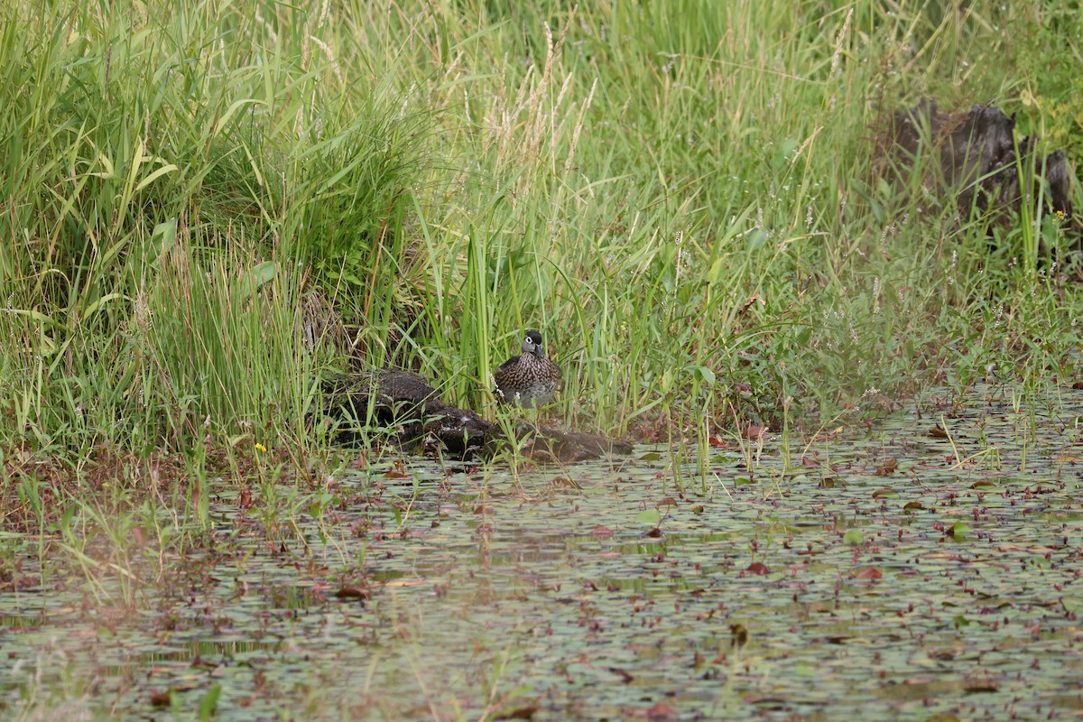 Wood Duck - ML638735522