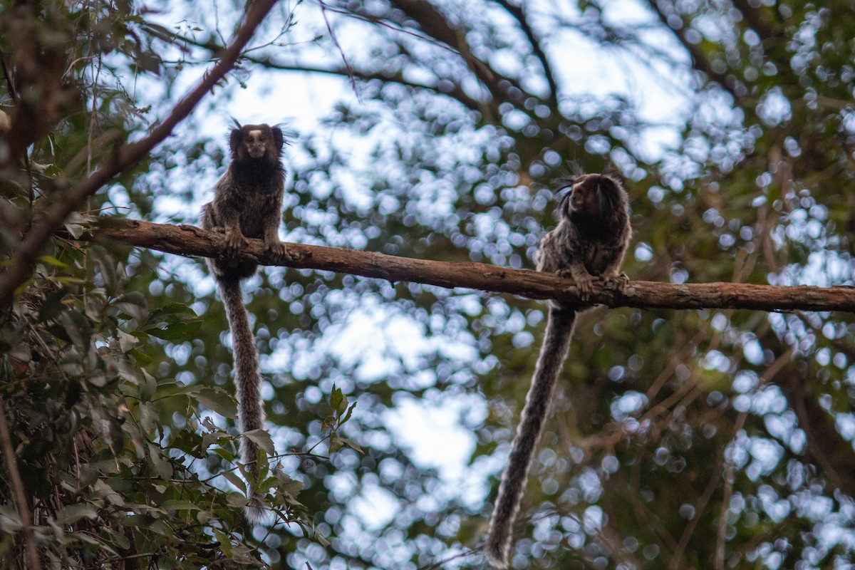 Black-tufted-ear Marmoset - ML638735532