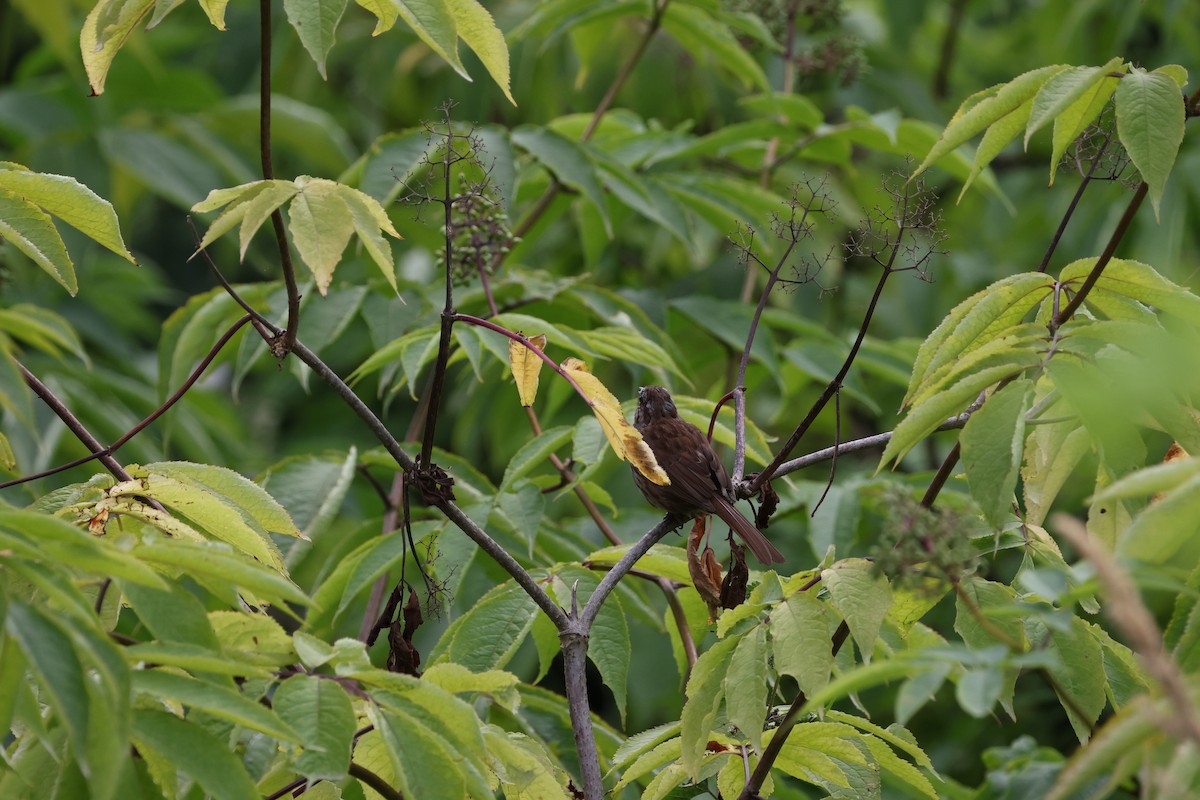 Song Sparrow - ML638735551