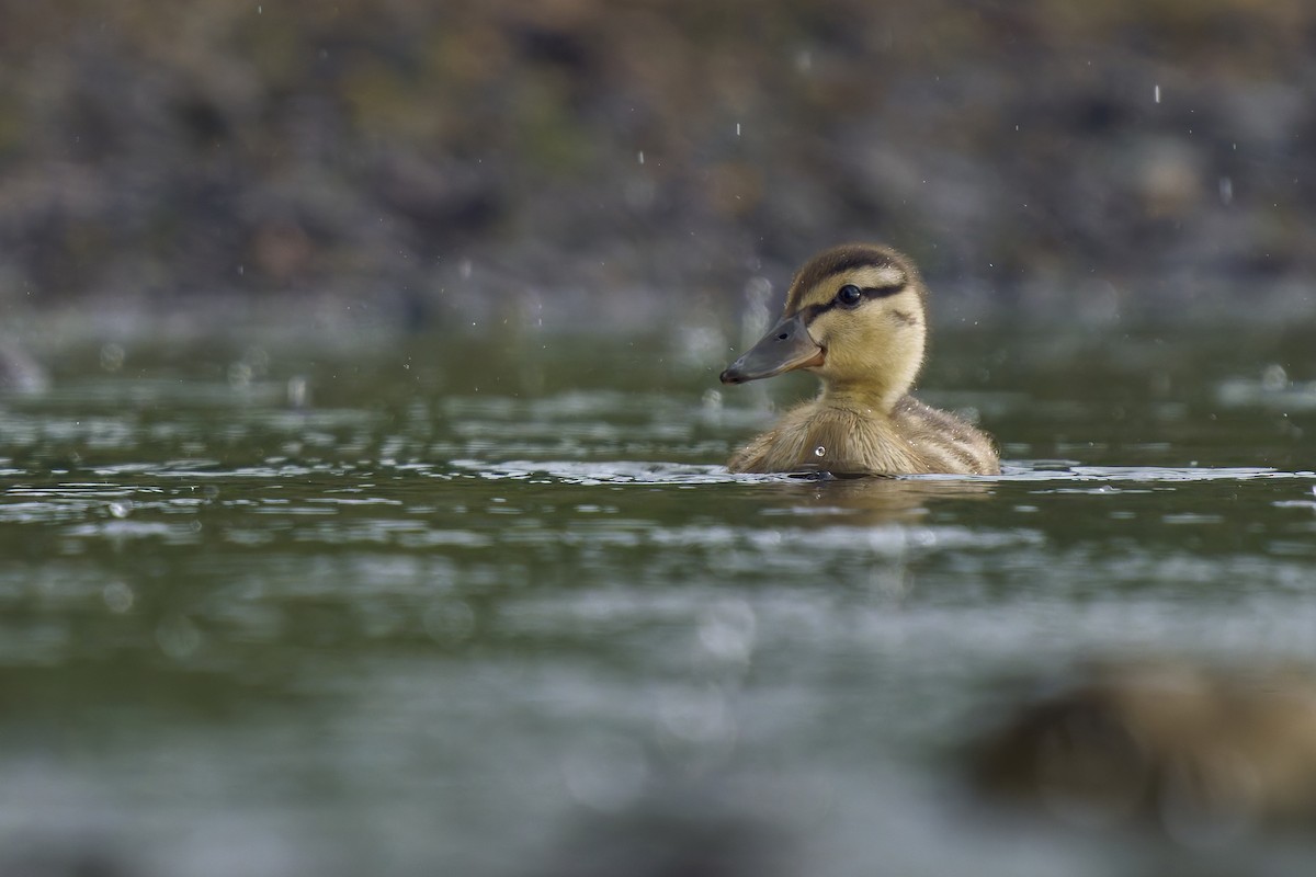 Stockente - ML638735559