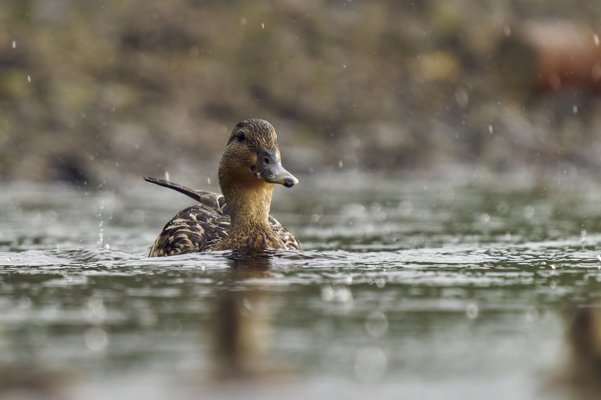 Stockente - ML638735565