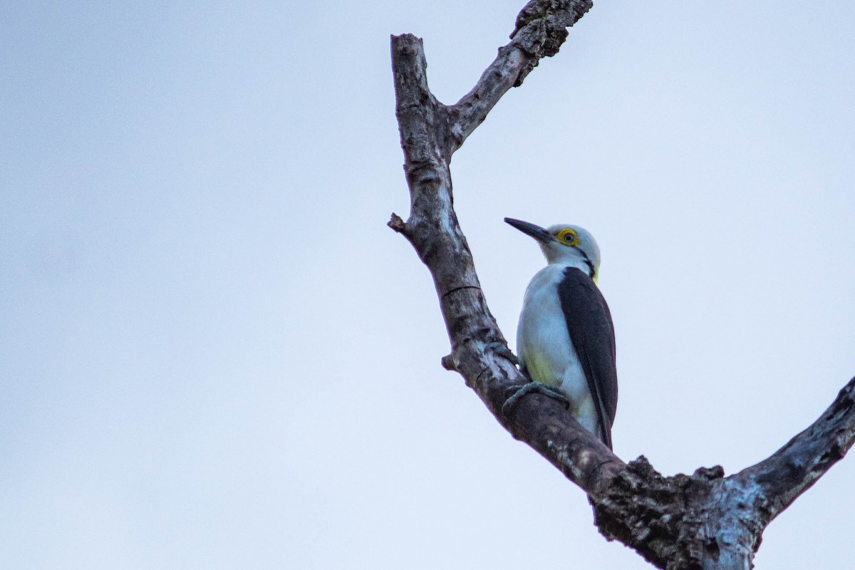White Woodpecker - ML638735566