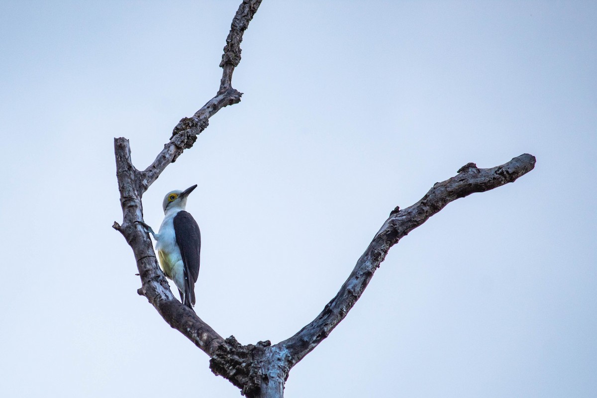 White Woodpecker - ML638735567