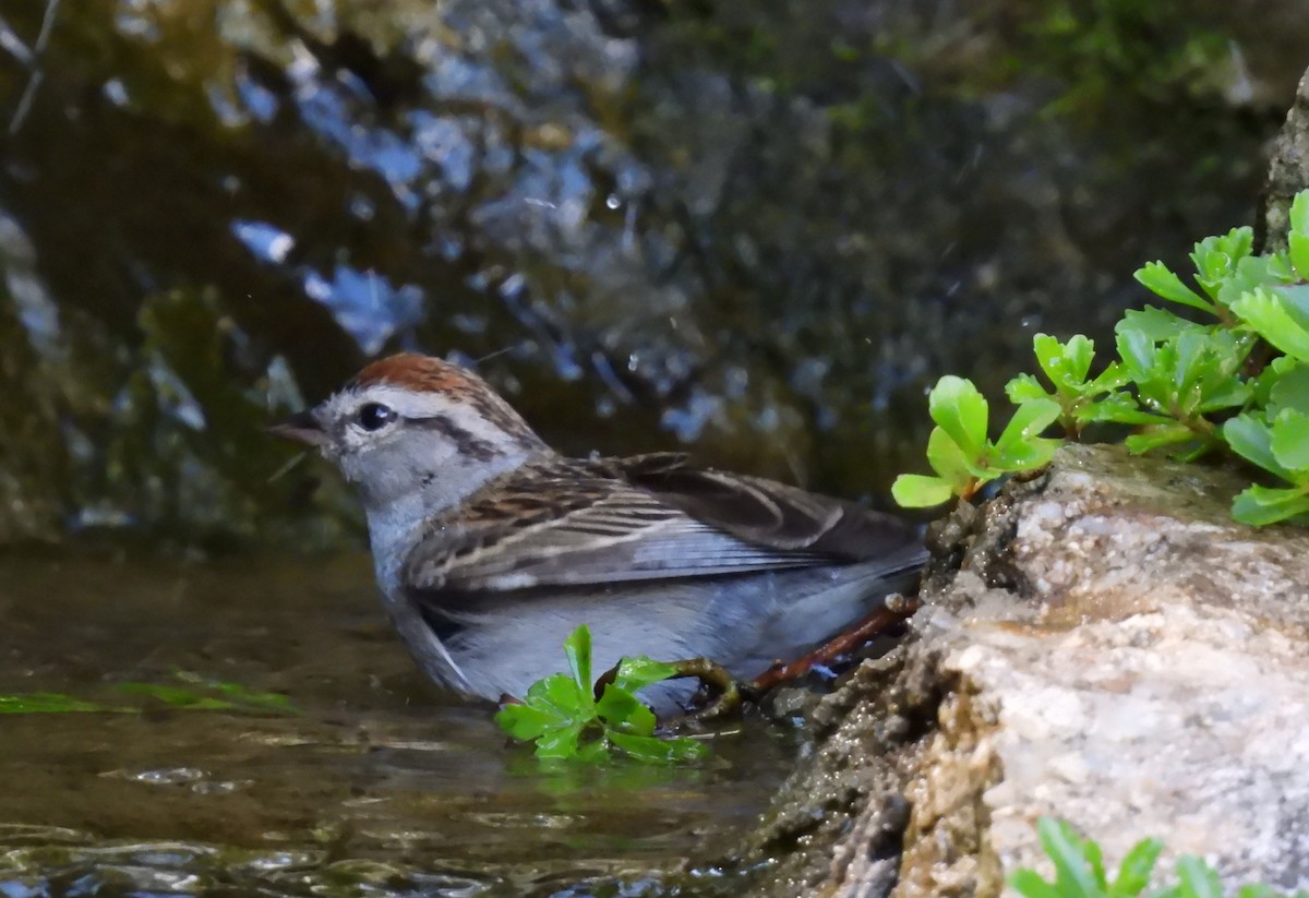 Chipping Sparrow - ML638735569