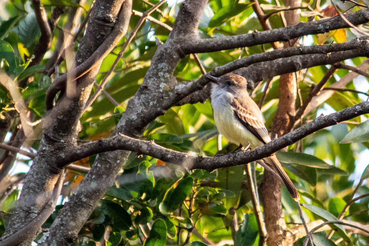 Brown-crested Flycatcher - ML638735572