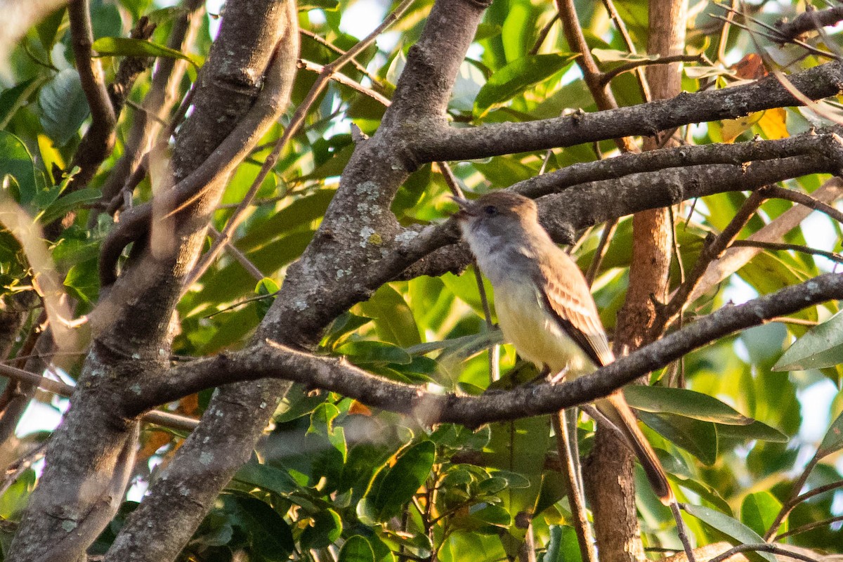 Brown-crested Flycatcher - ML638735573