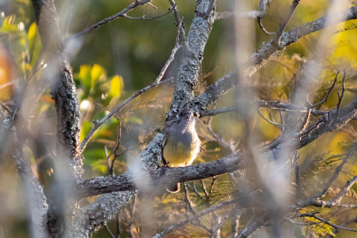 Brown-crested Flycatcher - ML638735574