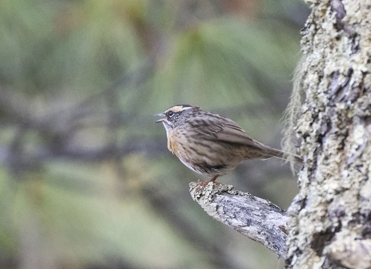 Rufous-breasted Accentor - ML638735579