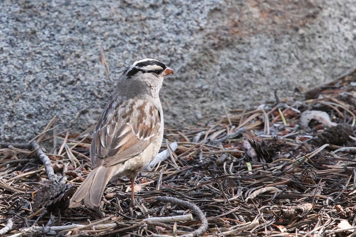 White-crowned Sparrow (oriantha) - ML638735587