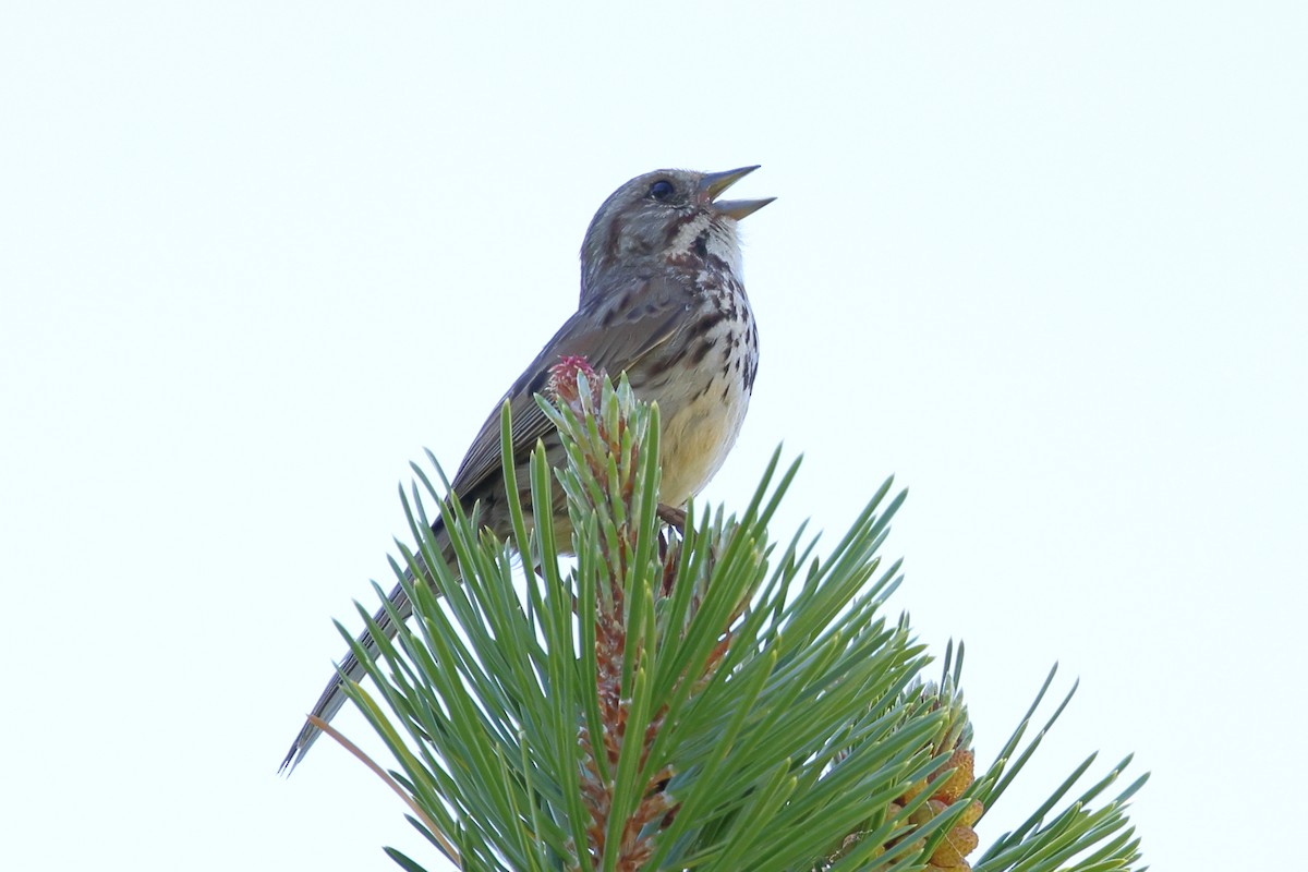 Song Sparrow - ML638735606