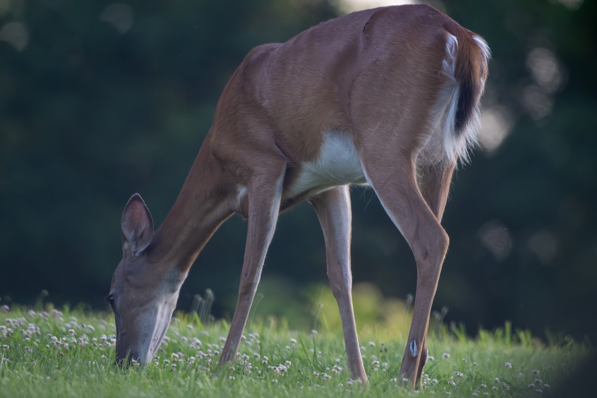 White-tailed Deer - ML638735608
