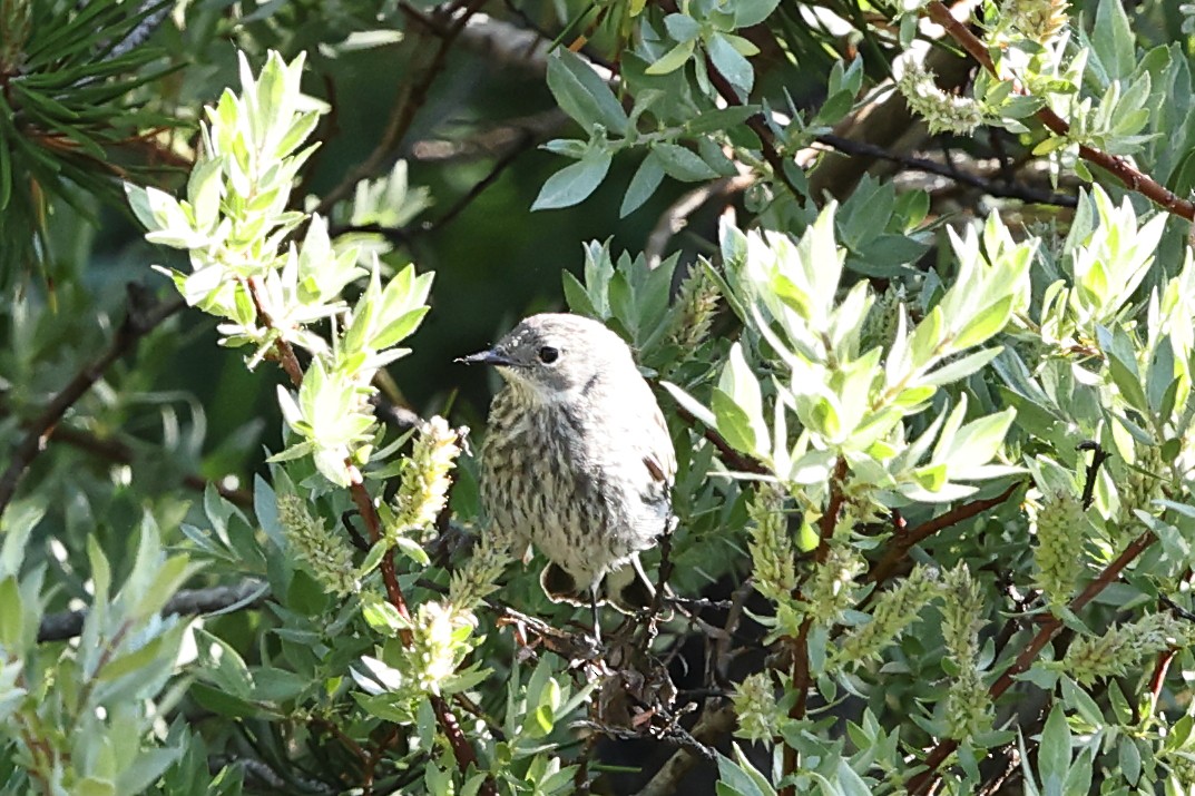 Пісняр-лісовик жовтогузий (підвид coronata x auduboni) - ML638735624