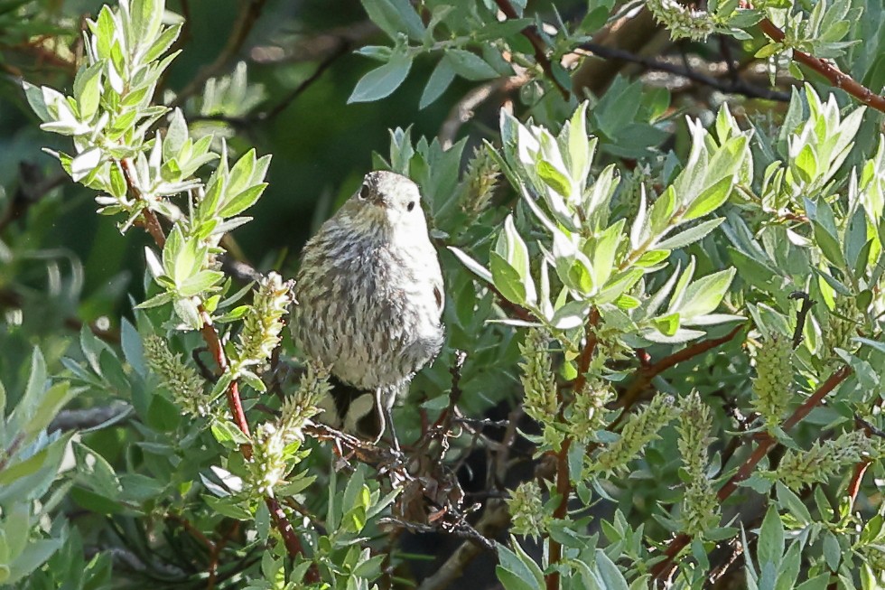 Пісняр-лісовик жовтогузий (підвид coronata x auduboni) - ML638735625