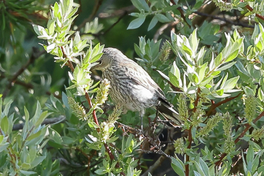 Пісняр-лісовик жовтогузий (підвид coronata x auduboni) - ML638735626