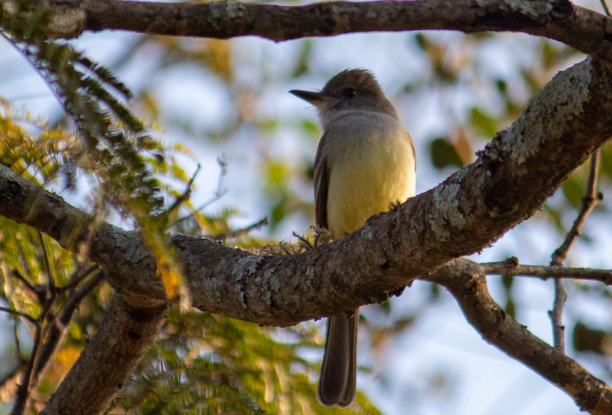 Brown-crested Flycatcher - ML638735629