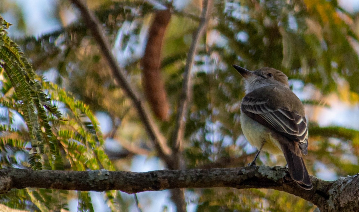 Brown-crested Flycatcher - ML638735630