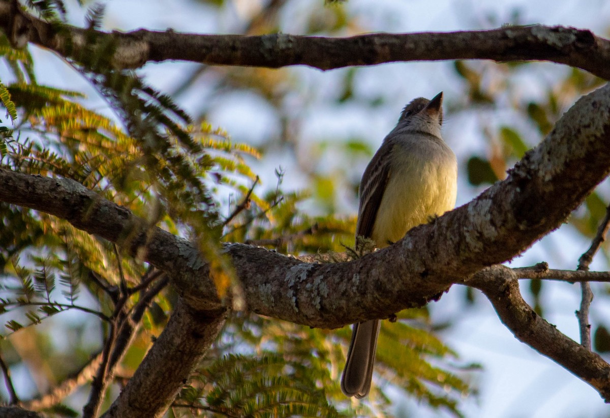 Brown-crested Flycatcher - ML638735631