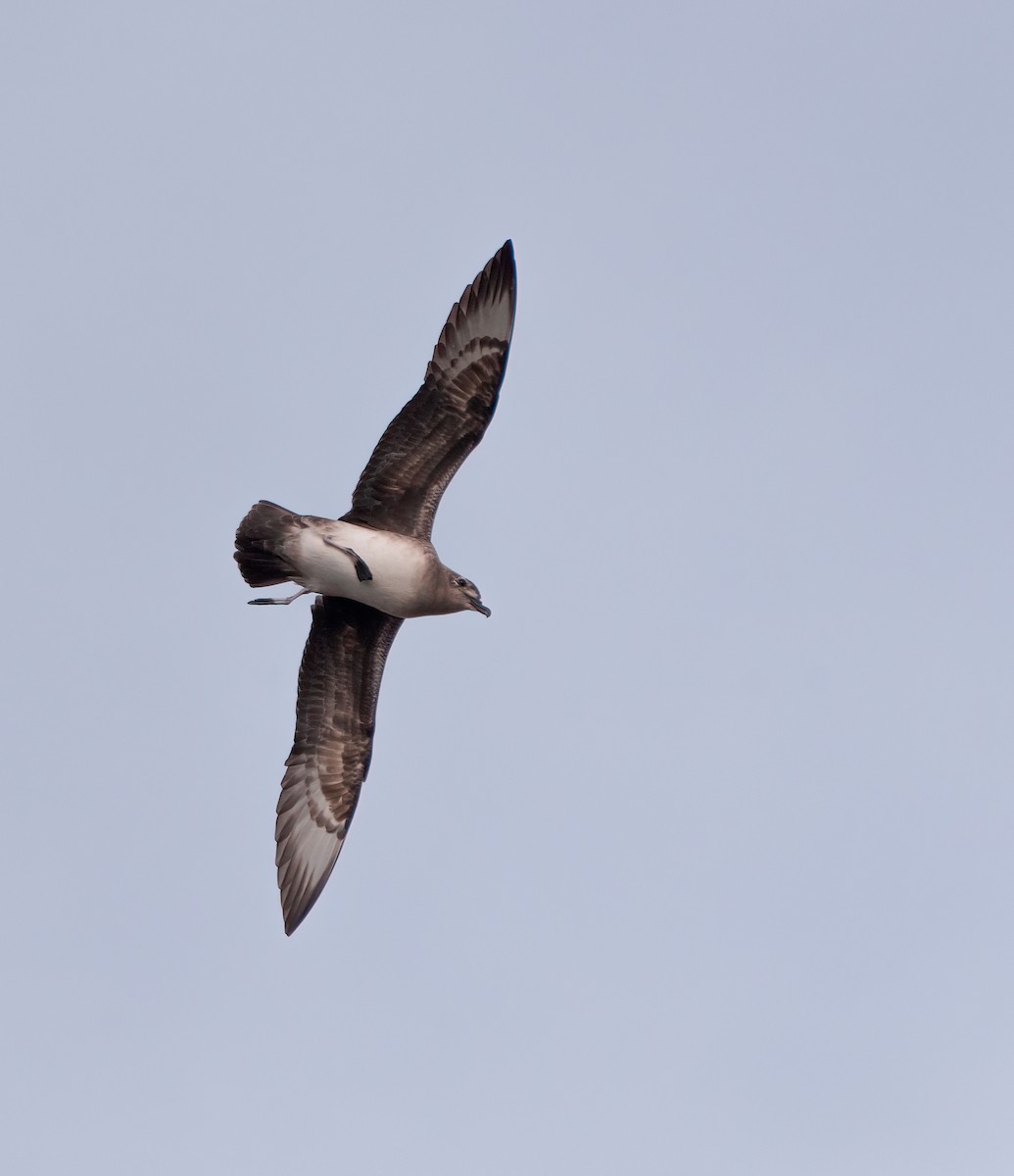 kermadecpetrell - ML638735635