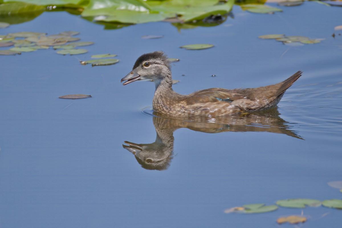 Wood Duck - ML638735646