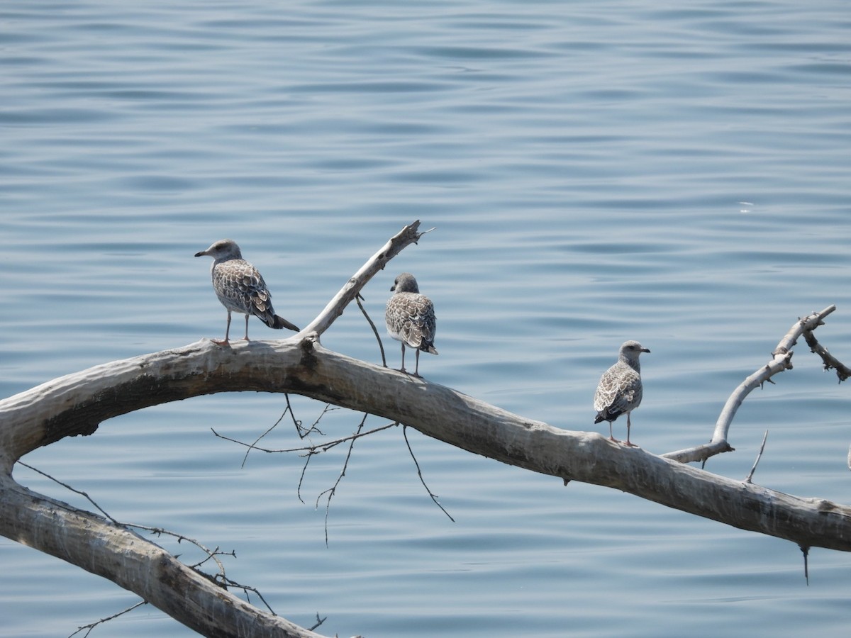 Ring-billed Gull - ML638735658