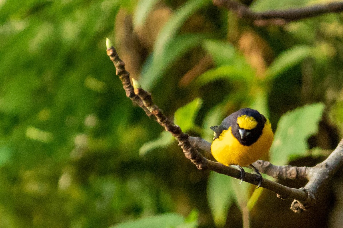 Purple-throated Euphonia - ML638735665