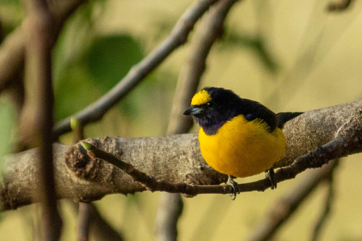 Purple-throated Euphonia - ML638735666