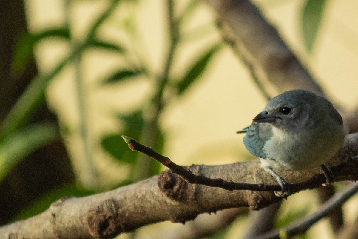 Sayaca Tanager - ML638735672