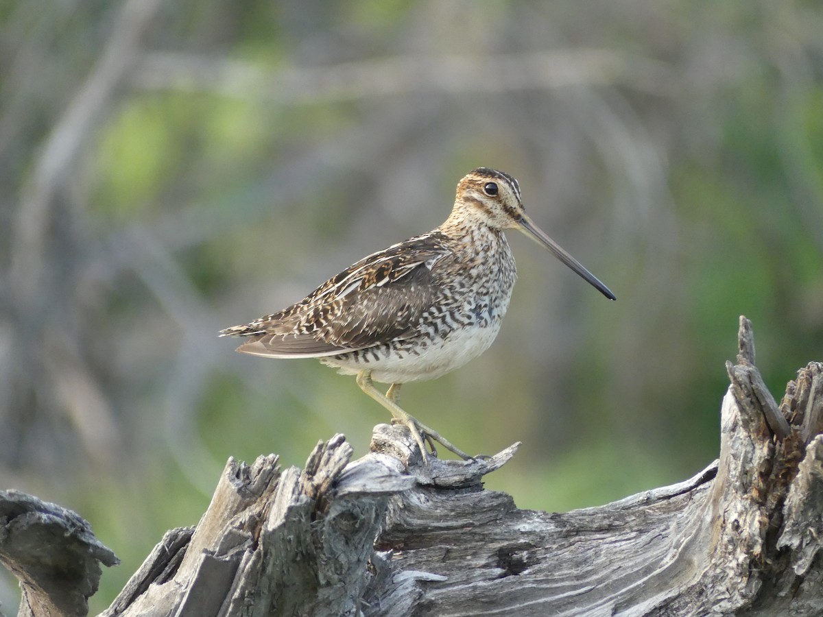 Wilson's Snipe - ML638735677