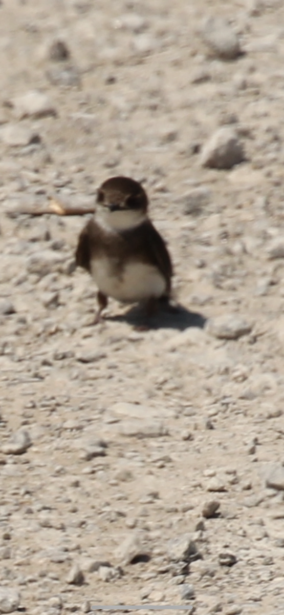 Bank Swallow - ML638735682