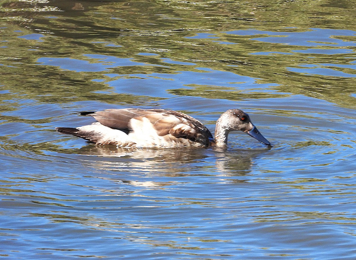 Canard huppé - ML638735689