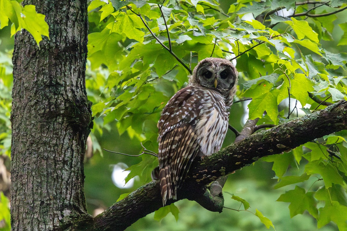 Barred Owl - ML638735695