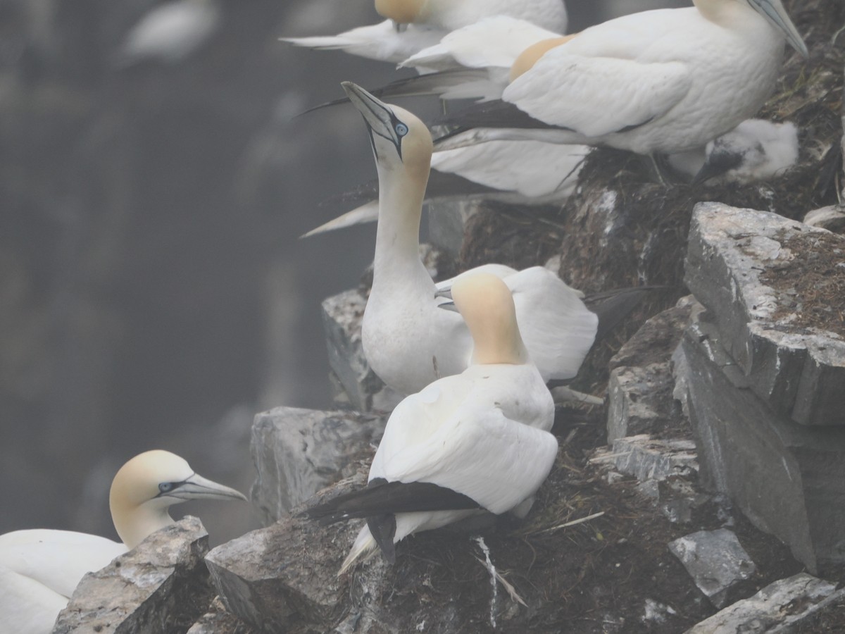 Northern Gannet - ML638735721