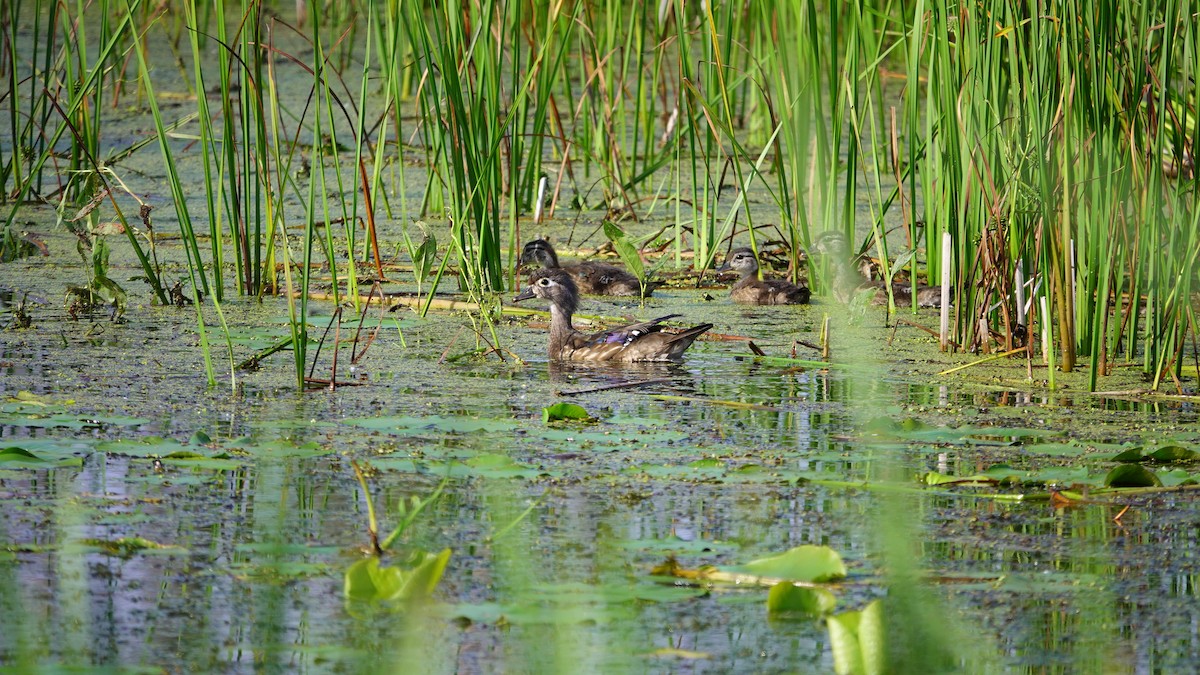 Wood Duck - ML638735747