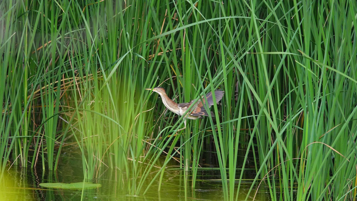 Least Bittern - ML638735759