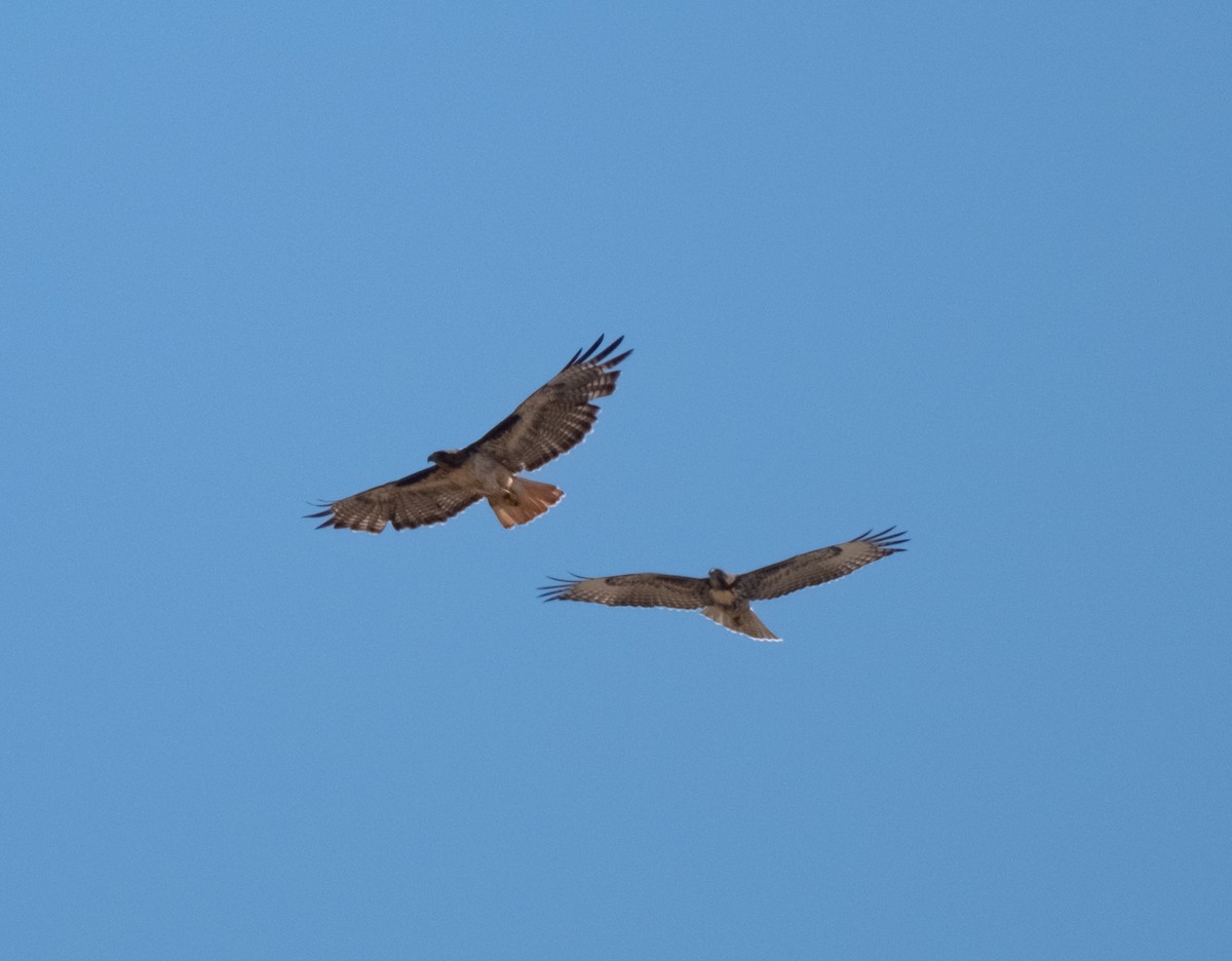 Red-tailed Hawk - ML638735765