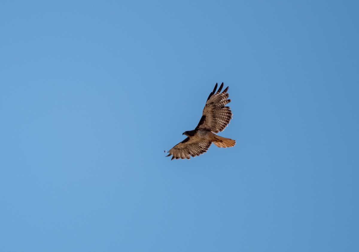 Red-tailed Hawk - ML638735766